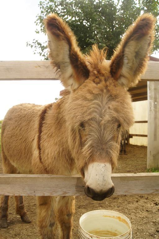 Agriturismo Richeton Gaiarine エクステリア 写真