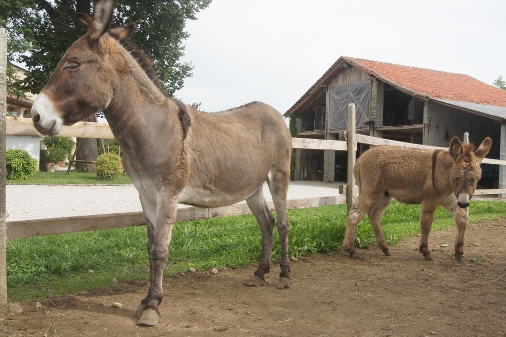 Agriturismo Richeton Gaiarine エクステリア 写真